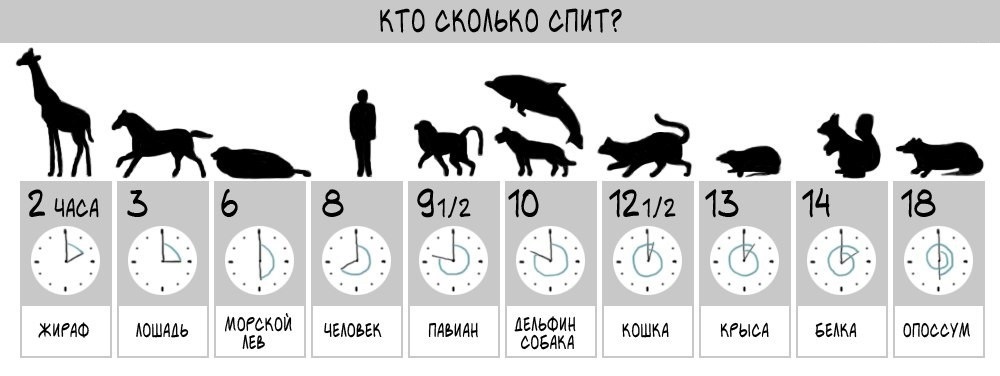 кто сколько спит