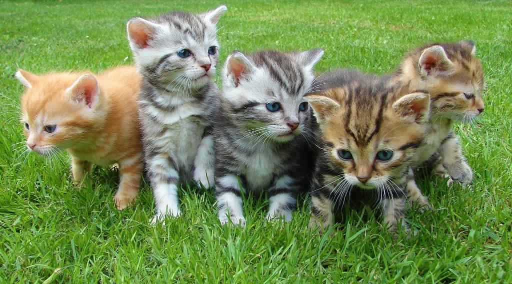 котята