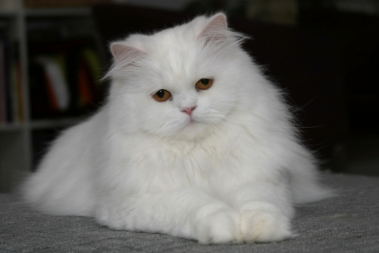 К чему снится белый кот