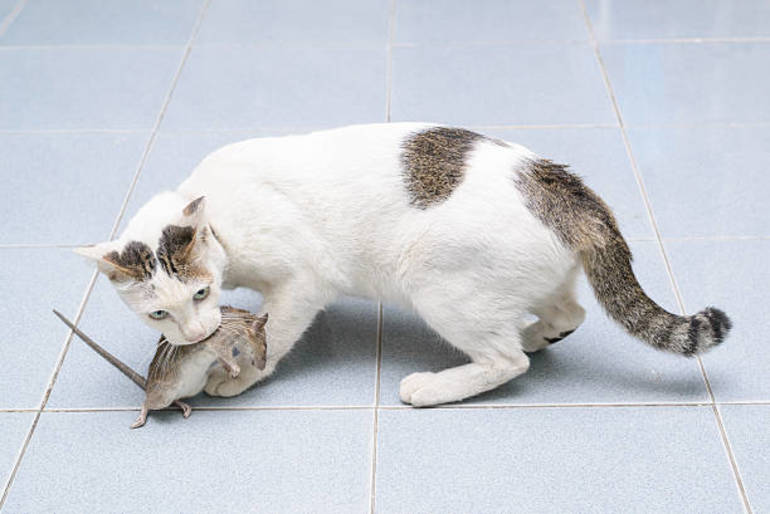 Котенок поймал мышь