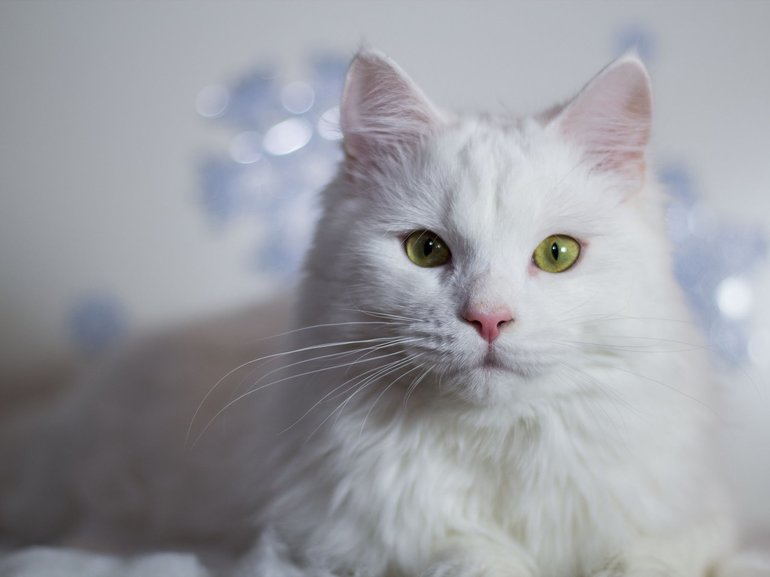 К чему снится белая кошка