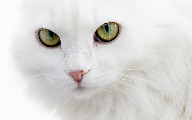 Белая кошка во сне