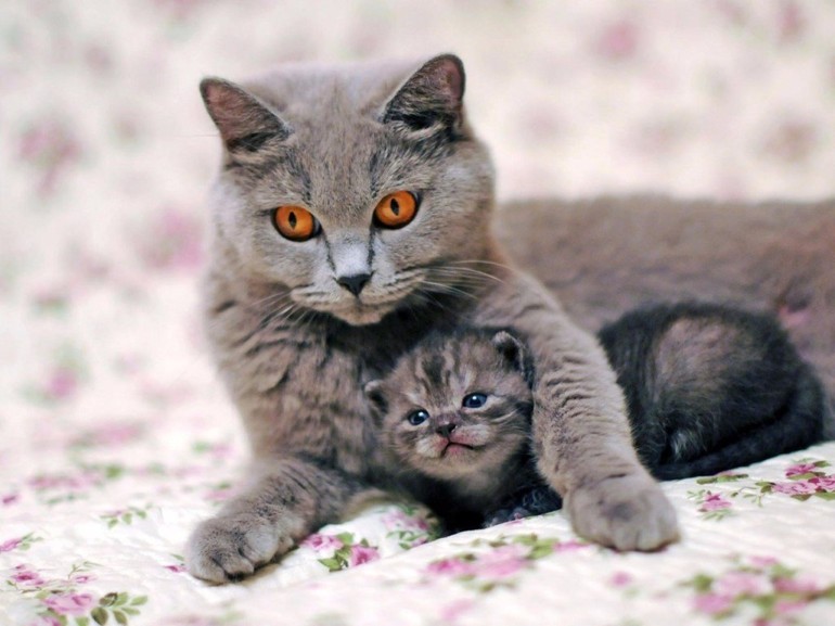 Кошка с котятами во сне 