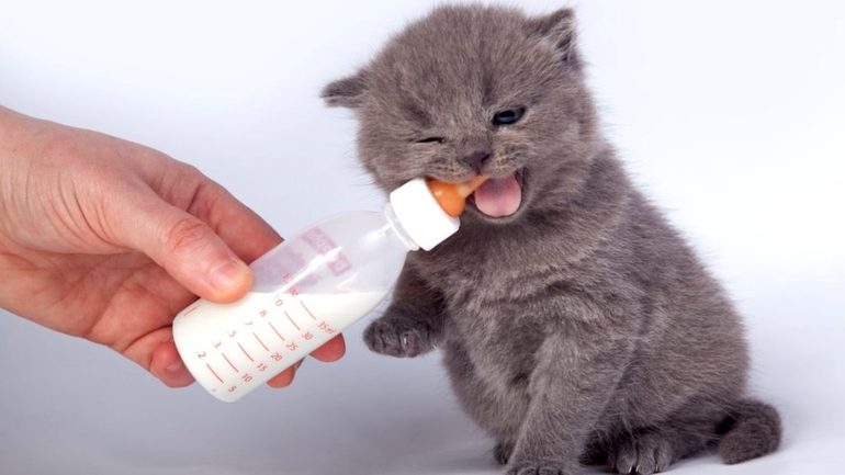 Кормить котёнка во сне