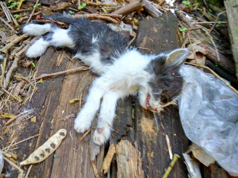 Мёртвые котята во сне 
