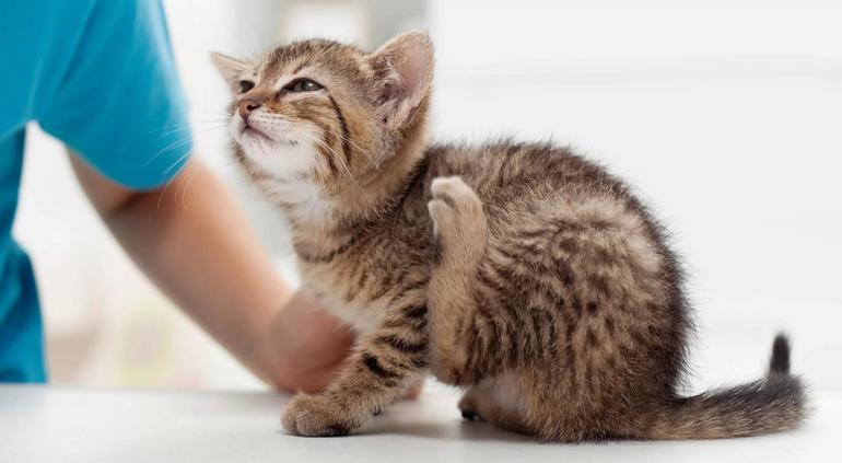 Сонник спасать котенка