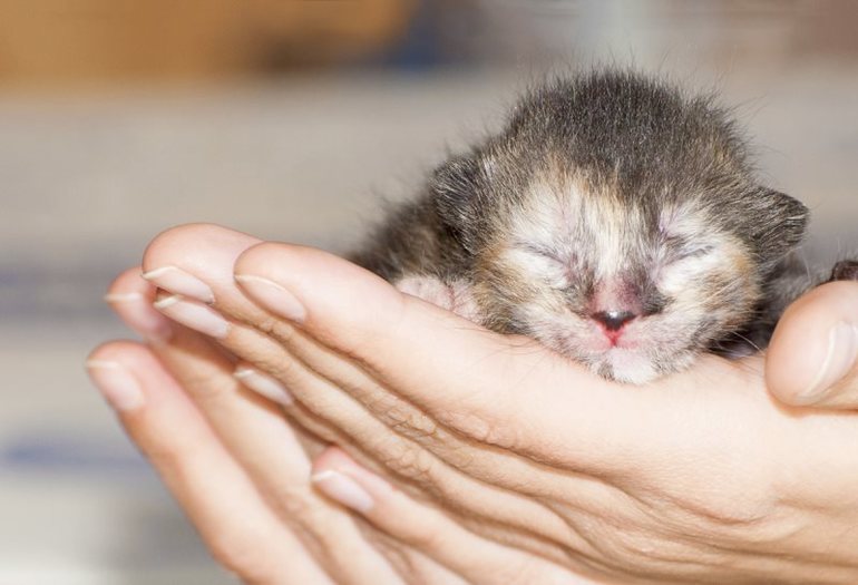 Спасать котят во сне