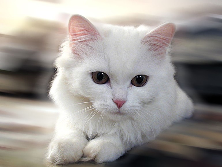 Белый кот