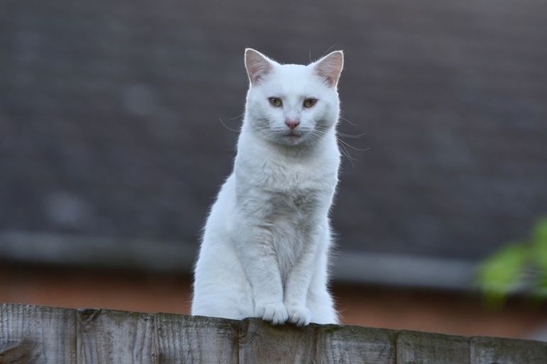 Белый котенок