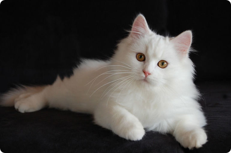 Кот на черном фоне