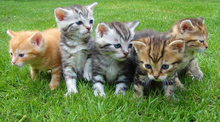 К чему снятся котята маленькие много