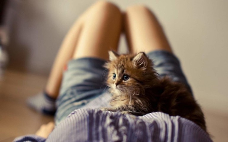 Общее значение сна про котят