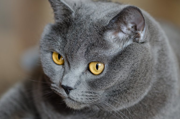 Значение серого кота во сне