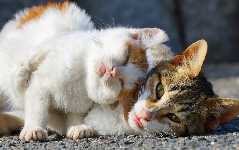 Ласкающиеся коты 