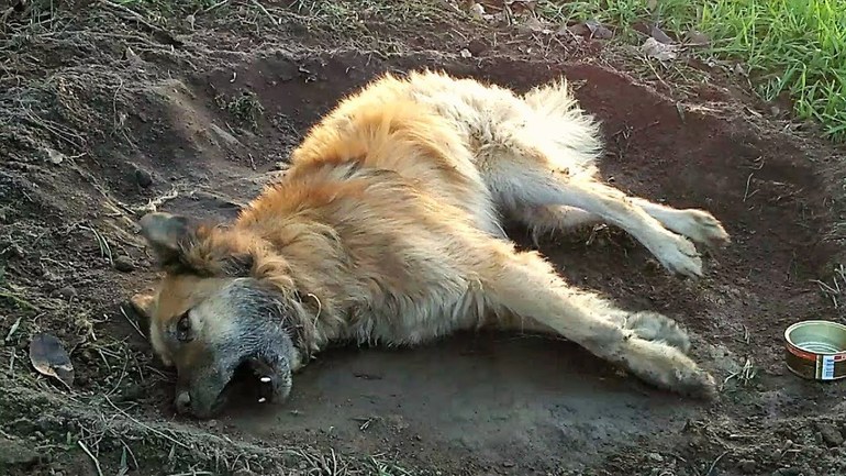 Собака умерла от старости 
