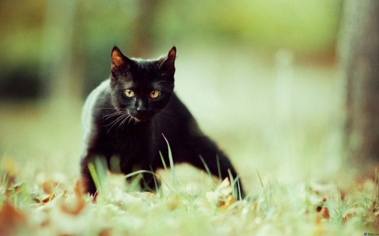 Кошка бежит