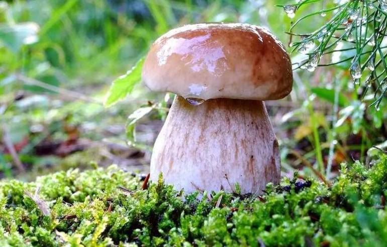 Сонник собирать грибы
