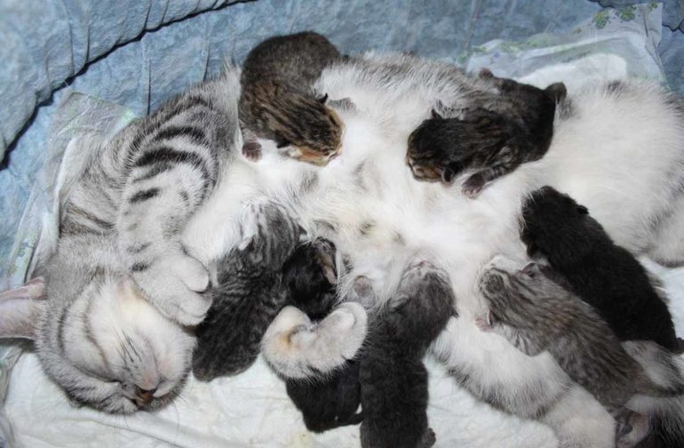 Сонник кошка родила котят 