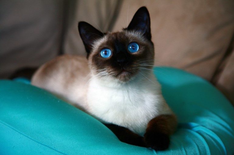 Сон кошка родила котят 