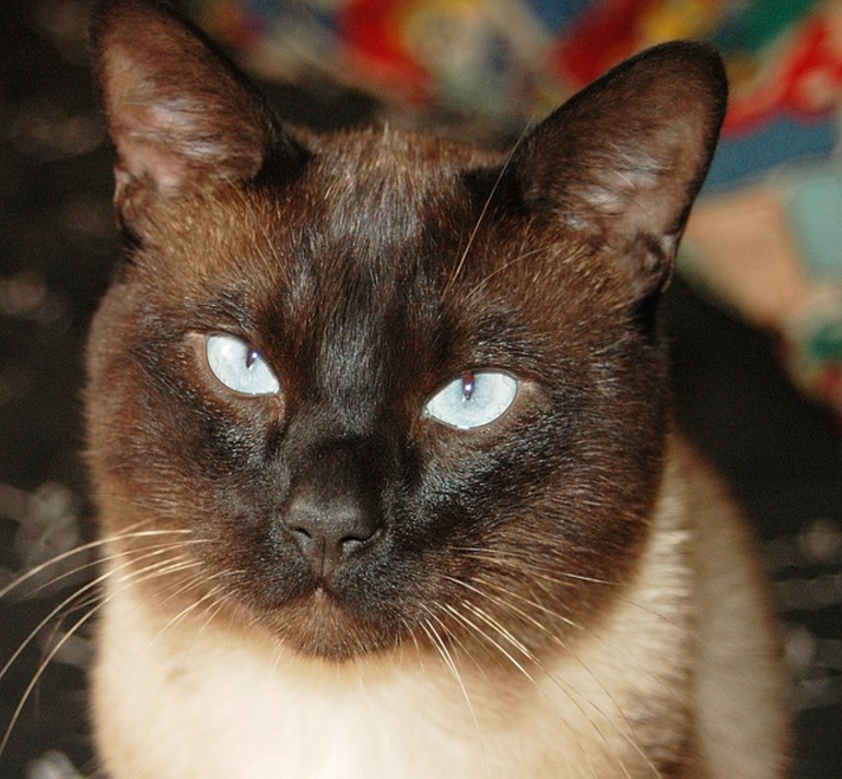 Кошка родила котят