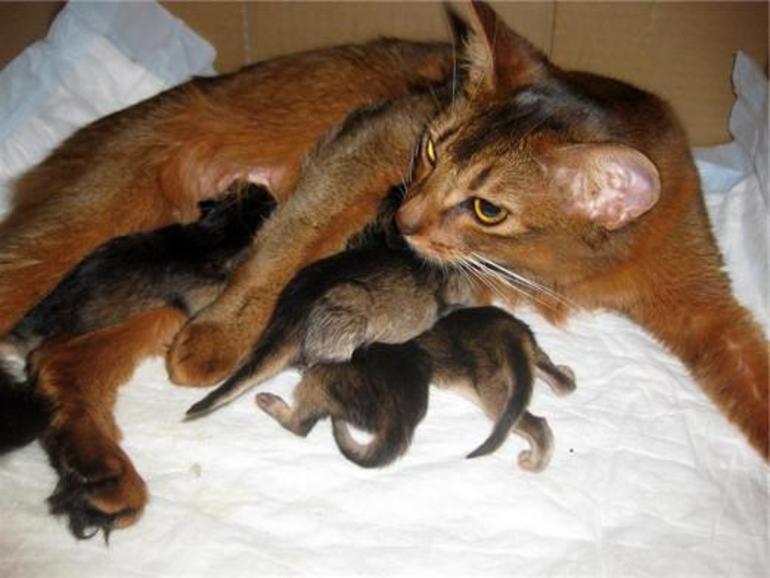 Сон кошка родила котят 