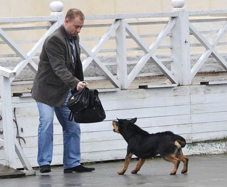 Собака лает на мужчину