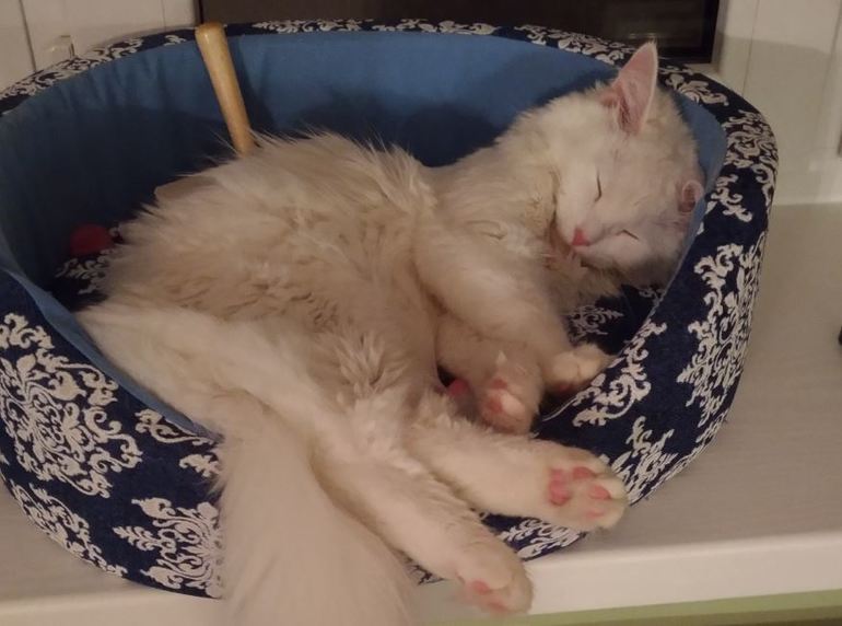Убить котенка во сне 