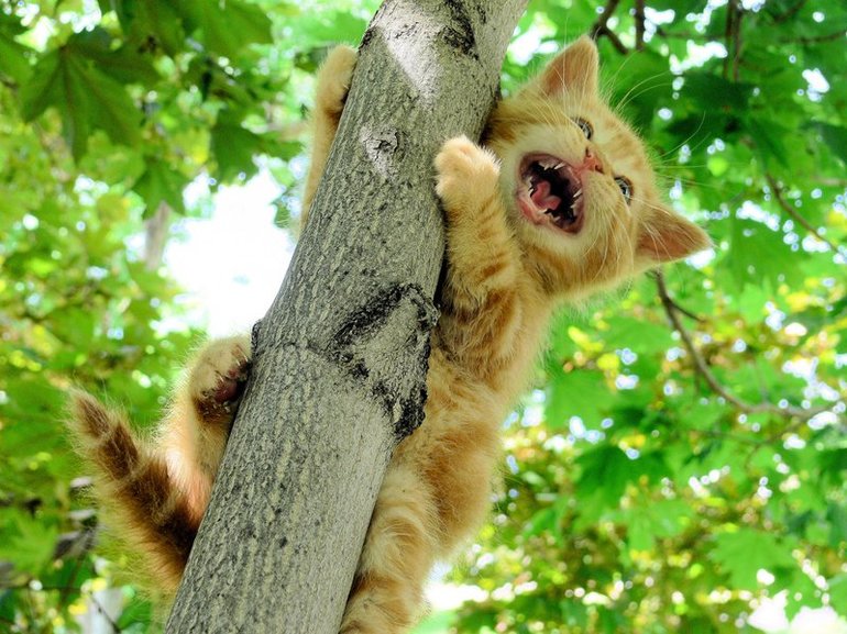 Котенок на дереве