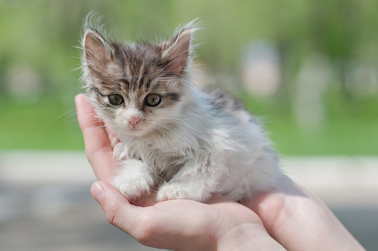 Взять котенка с улицы