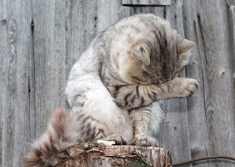 Сонник блохи у кошки