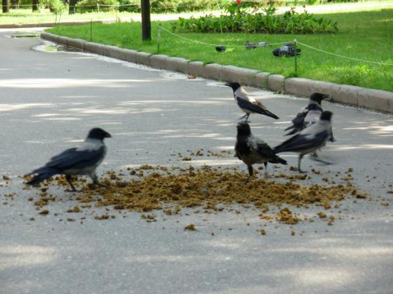 Действия ворон во сне