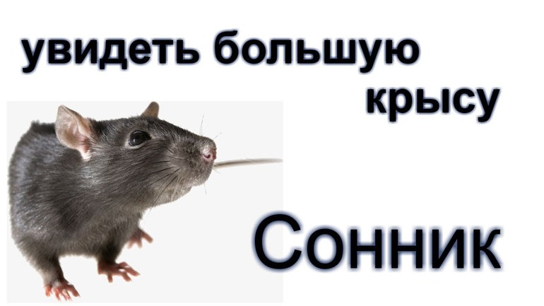 Окрас зверька