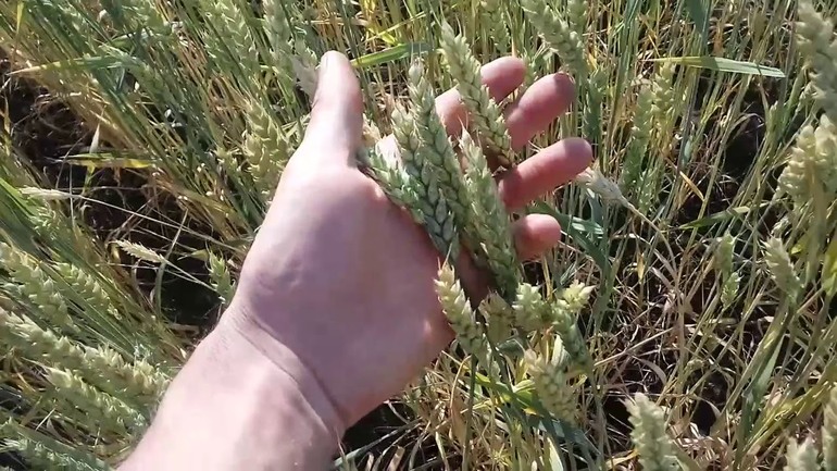 Свежие зерна снятся к добру,