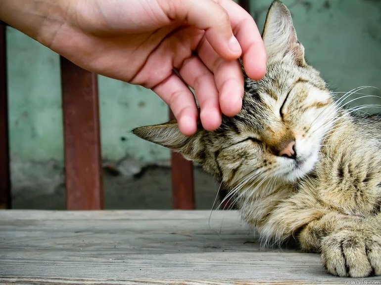 Ласкать серого котенка