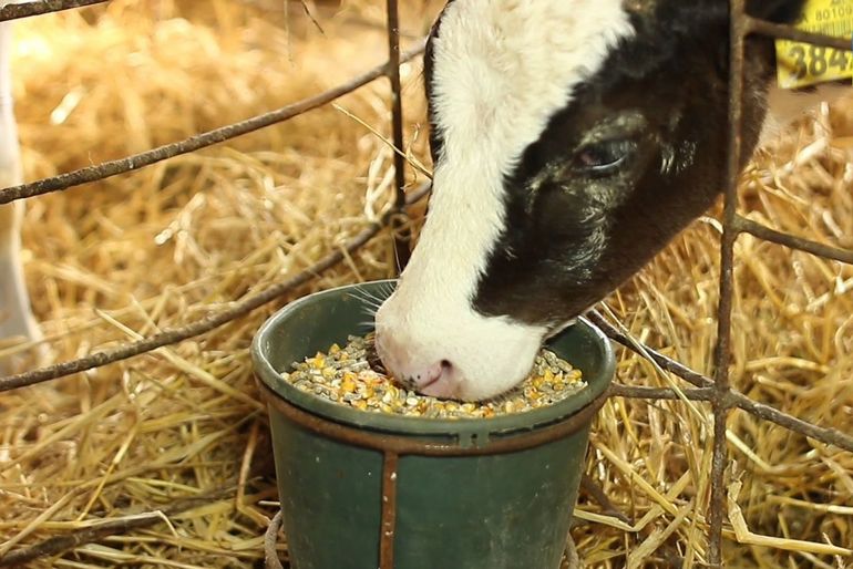Если продукты давались корове,