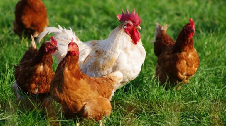 Если приснился петух с несколькими курицами, 