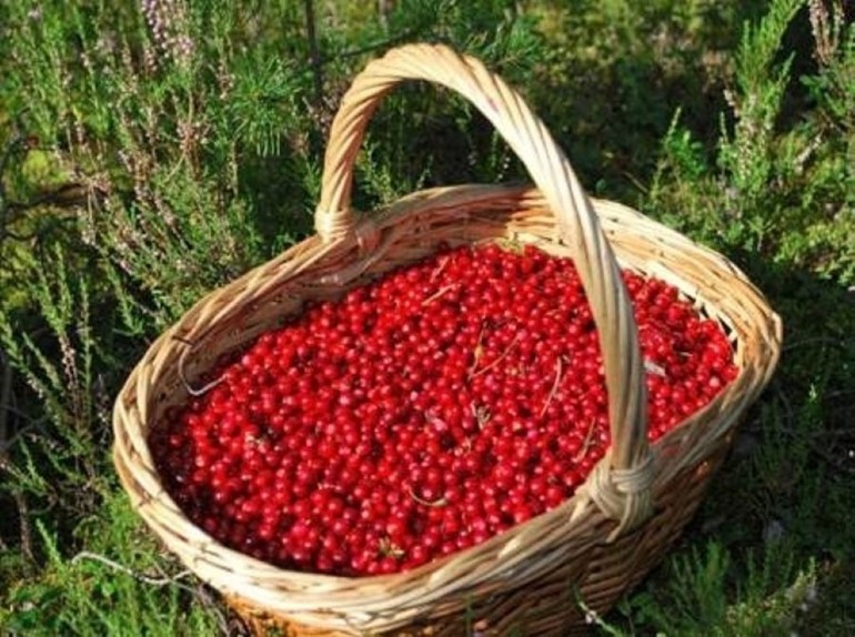 К чему снится клюква собирать