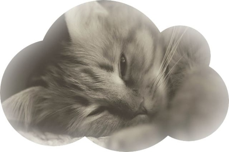К чему снится умерший кот