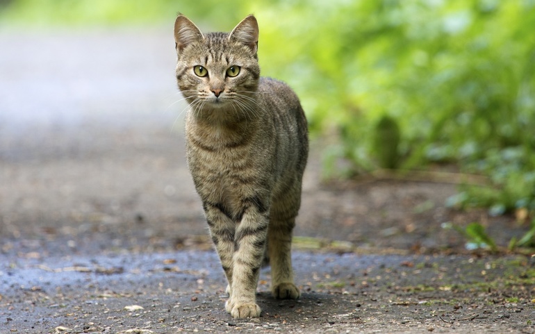 Любимая кошка ожила во сне