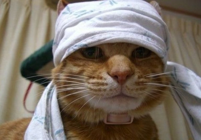 Умерший кот пришёл в дом больным