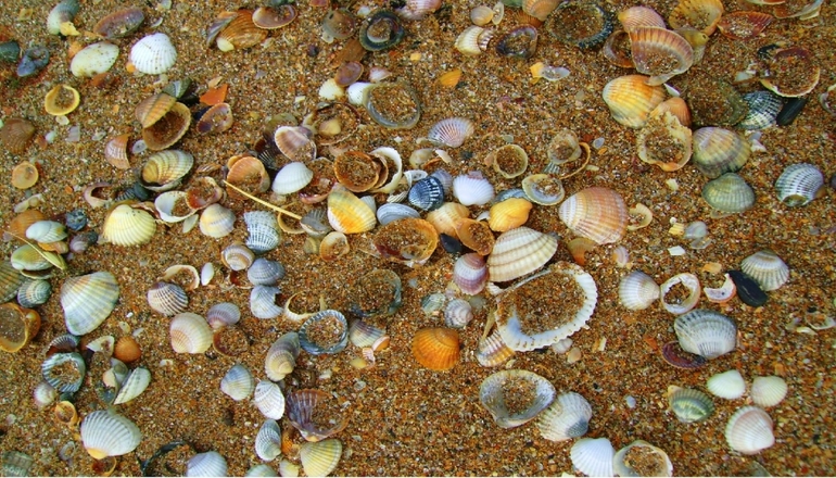  ракушки морские к чему снятся