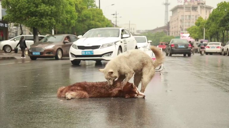 К чему приснилось, что собака попала под машину