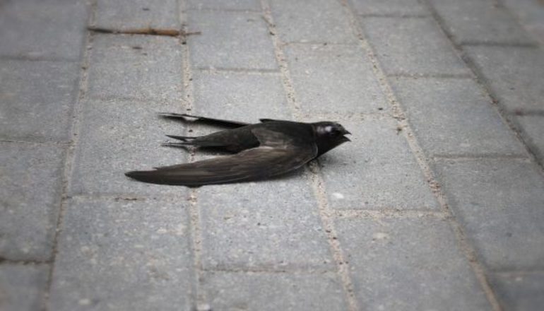 Ласточка ранена 