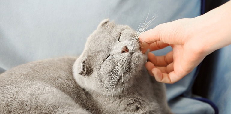 Сонник гладить кошку