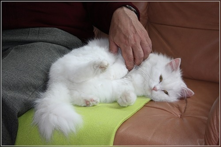 Гладить белую кошку