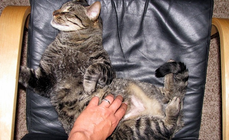 Поглаживание беременной кошки.