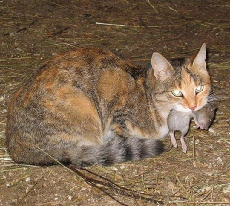 К чему снится кошка, поймавшая мышь в амбаре, 