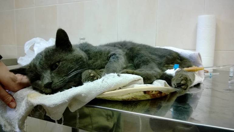 Видеть во сне раненную кошку