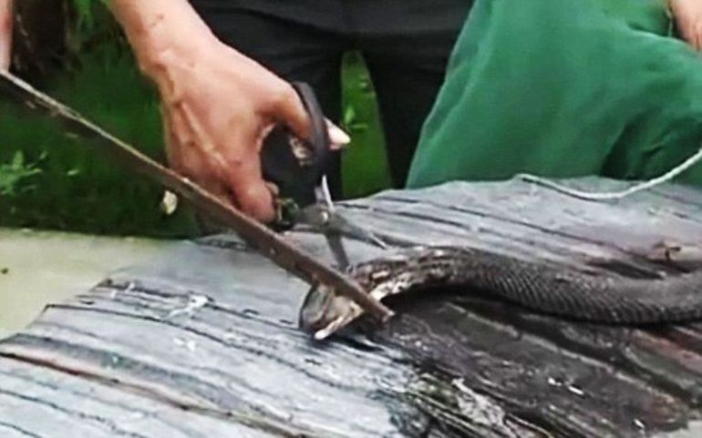 Отрубать змее голову во сне