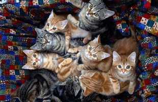 К чему женщине снятся кошки и очень много кошек и котов